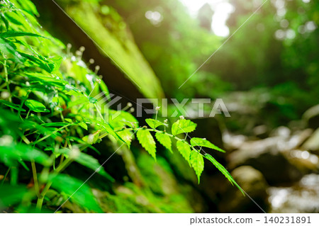 Selective focus green leaves on blurred forest and green moss on rock at waterfall. Green leaves on blurred bokeh background with sunlight. Fresh air. Tropical forest. Eco tourism background. Selective focus green leaves on blurred forest and green moss on rock at waterfall. Green leaves on blurred bokeh background with sunlight. Fresh air. Tropical forest. Eco tourism background. 140231891