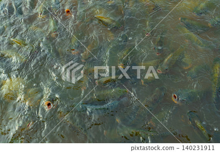 Top view group of Climbing perch fish in farm waiting for food in aquaculture pond at feeding time. Freshwater fish in aquaculture pond. Freshwater fish wait for feeding. Animal feed industry. Top view group of Climbing perch fish in farm waiting for food in aquaculture pond at feeding time. Freshwater fish in aquaculture pond. Freshwater fish wait for feeding. Animal feed industry. 140231911