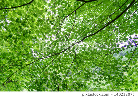 Fresh greenery in Kikuchi Valley, Kumamoto Prefecture Fresh greenery in Kikuchi Valley, Kumamoto Prefecture 140232075