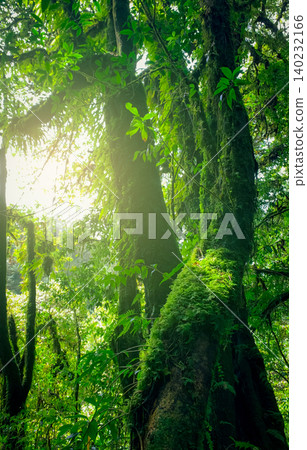 Looking up view of tree trunk to green leaves of tree in forest with sun light. Fresh environment in green woods. Forest tree on sunny day. Natural carbon capture. Sustainable conservation and ecology Looking up view of tree trunk to green leaves of tree in forest with sun light. Fresh environment in green woods. Forest tree on sunny day. Natural carbon capture. Sustainable conservation and ecology 140232166