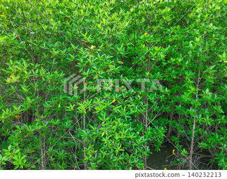 Green mangrove forest. Mangroves trees capture CO2. Natural carbon sinks. Blue carbon ecosystems. Mangroves absorb carbon dioxide emissions. Earth's natural defense against climate change. Wetlands. Green mangrove forest. Mangroves trees capture CO2. Natural carbon sinks. Blue carbon ecosystems. Mangroves absorb carbon dioxide emissions. Earth's natural defense against climate change. Wetlands. 140232213