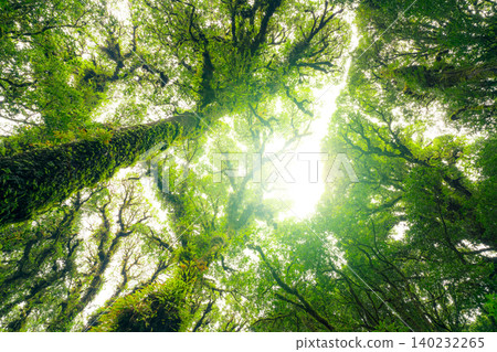 Looking up view of tree trunk to green leaves of tree in forest with sun light. Fresh environment in green woods. Forest tree on sunny day. Natural carbon capture. Sustainable conservation and ecology 140232265