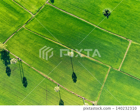 Aerial view of lush green rice field with sugar palm trees. Sustainable agriculture landscape. Sustainable rice farming. Rice cultivation. Green landscape. Organic farming. Sustainable land use. 140232310