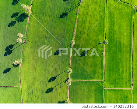 Aerial view of lush green rice field with sugar palm trees. Sustainable agriculture landscape. Sustainable rice farming. Rice cultivation. Green landscape. Organic farming. Sustainable land use. 140232316
