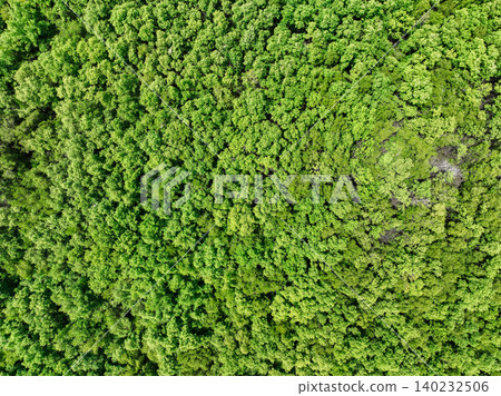 Aerial top view of green mangrove forest. Mangrove ecosystem. Natural carbon sinks. Mangroves capture CO2 from the atmosphere. Blue carbon ecosystems. Mangroves absorb carbon dioxide emissions. 140232506