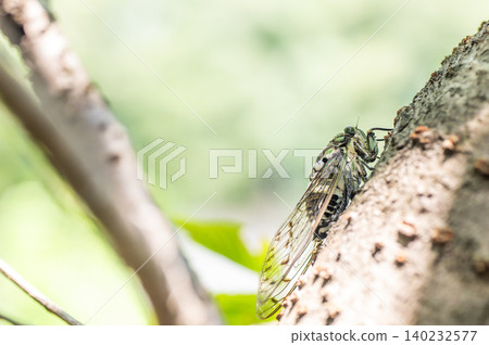 Scenery with Hyalessa maculaticus 140232577