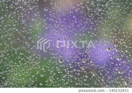 The raindrops dripping on the transparent umbrella and the colors of the bellflower blossoms The raindrops dripping on the transparent umbrella and the colors of the bellflower blossoms 140232631