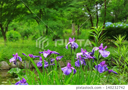 Irises blooming in the pond - Fuchu Local History Museum Irises blooming in the pond - Fuchu Local History Museum 140232742