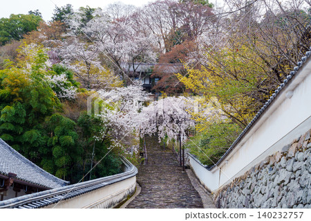 長谷寺櫻花盛開的景色 長谷寺櫻花盛開的景色 140232757