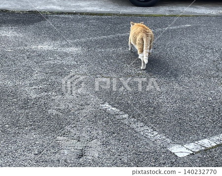 The back view of a tabby cat walking in a parking lot The back view of a tabby cat walking in a parking lot 140232770