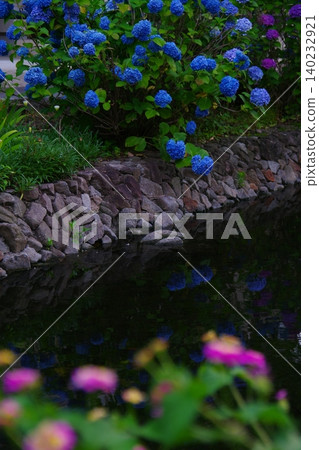 Hydrangea floating in water Hydrangea floating in water 140232921