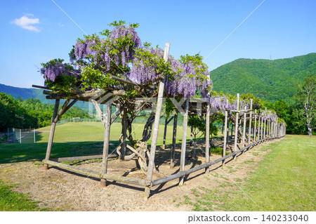 圓輕町丸瀨府平和山公園的紫藤花架(晴天) 圓輕町丸瀨府平和山公園的紫藤花架(晴天) 140233040
