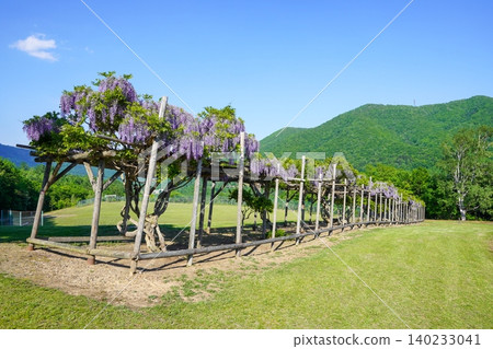 圓輕町丸瀨府平和山公園的紫藤花架(晴天) 圓輕町丸瀨府平和山公園的紫藤花架(晴天) 140233041