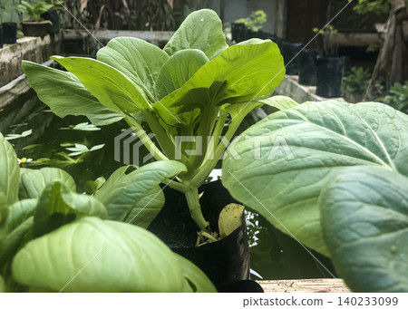 Fresh bok choy plants growing in a hydroponic garden with healthy green leaves Fresh bok choy plants growing in a hydroponic garden with healthy green leaves 140233099
