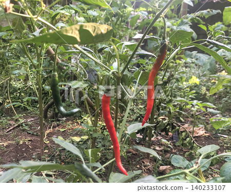 Red Chili Peppers Growing on Plant in Garden Red Chili Peppers Growing on Plant in Garden 140233107