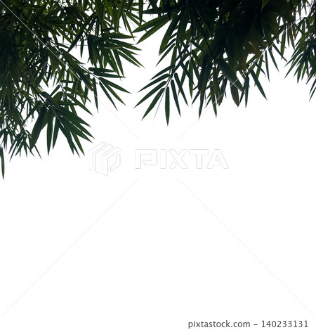 Green bamboo leaves forming a natural border frame Green bamboo leaves forming a natural border frame 140233131