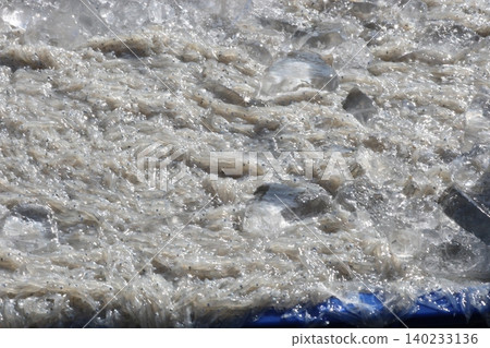 A large catch of fresh whitebait is brought in from the shore. A large catch of fresh whitebait is brought in from the shore. 140233136