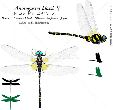 Illustration set of the Japanese giant dragonfly (Aeshna flavomarginata), an endangered species found on Iriomote Island. Illustration set of the Japanese giant dragonfly (Aeshna flavomarginata), an endangered species found on Iriomote Island. 140233180