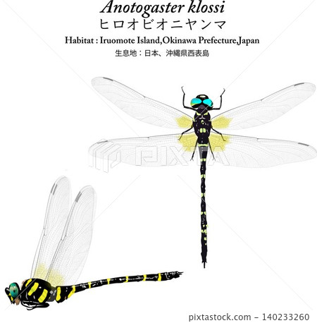 一組日本巨型蜻蜓(Aeshna flavomarginata)的插圖,這是在西表島發現的瀕危物種。 一組日本巨型蜻蜓(Aeshna flavomarginata)的插圖,這是在西表島發現的瀕危物種。 140233260