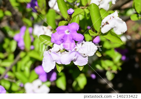 Brunfelsia(茄科),Brunfelsia 屬 Brunfelsia(茄科),Brunfelsia 屬 140233422