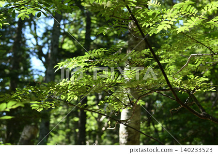 Mt. Yake climb, Northern Alps, Nagano Prefecture Mt. Yake climb, Northern Alps, Nagano Prefecture 140233523
