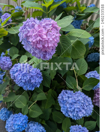 Hydrangeas with soft colors that resemble a heart 140233588