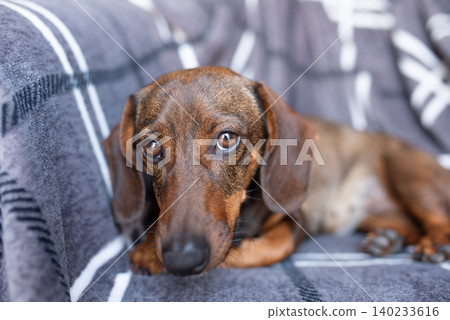 A brown dachshund wrapped in a plaid is looking at the camera. A brown dachshund wrapped in a plaid is looking at the camera. 140233616