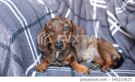 A brown dachshund wrapped in a plaid is looking at the camera. A brown dachshund wrapped in a plaid is looking at the camera. 140233625