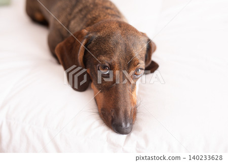 Funny crazy brown dog lying on the back on white bed. Happy playful dachshund having fun Funny crazy brown dog lying on the back on white bed. Happy playful dachshund having fun 140233628