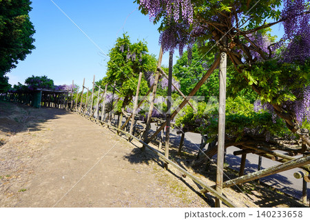 Wisteria trellis at Heiwa-yama Park in Maruseppu, Engaru Town (sunny day) Wisteria trellis at Heiwa-yama Park in Maruseppu, Engaru Town (sunny day) 140233658
