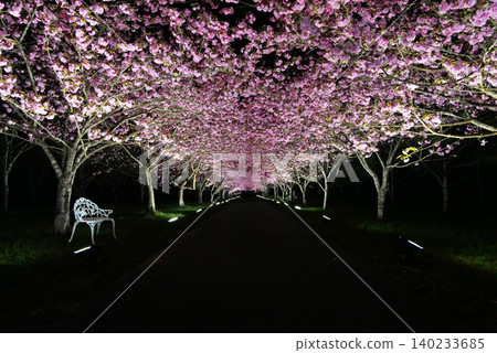 羅生門櫻花公園(櫻花隧道)51820 羅生門櫻花公園(櫻花隧道)51820 140233685