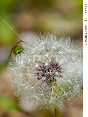 Cotton balls and spiders Cotton balls and spiders 140233731