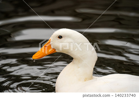 Duck, profile, close-up, waterfowl, portrait, white feathers, animal, water surface, nature Duck, profile, close-up, waterfowl, portrait, white feathers, animal, water surface, nature 140233740