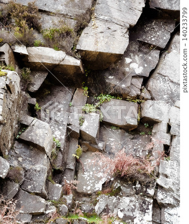 A textured grey rock face features deep cracks and visible geological layers. Small green plants and reddish-brown dry vegetation cling to the uneven surfaces. A textured grey rock face features deep cracks and visible geological layers. Small green plants and reddish-brown dry vegetation cling to the uneven surfaces. 140233799
