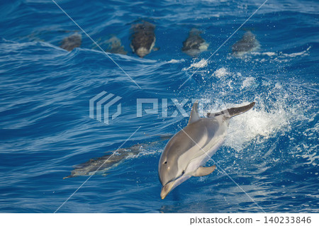 happy striped dolphins jumping on blue sea happy striped dolphins jumping on blue sea 140233846