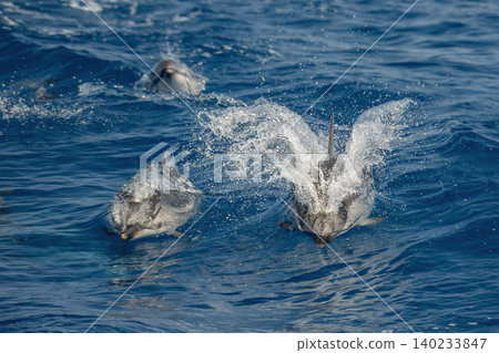 happy striped dolphins jumping on blue sea happy striped dolphins jumping on blue sea 140233847