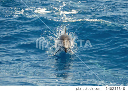 single happy striped dolphins jumping on blue sea single happy striped dolphins jumping on blue sea 140233848