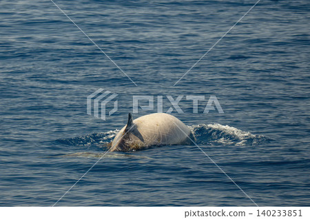 white cuvier beaked whale ziphius cavirostris 140233851