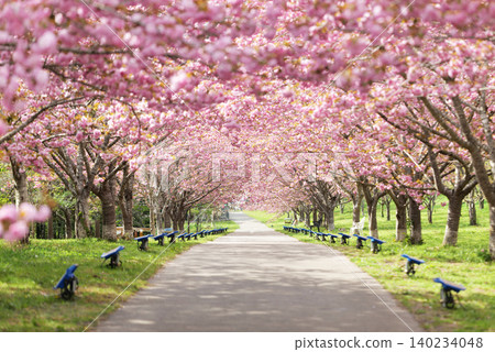 Rashomon Sakura Park (Cherry Blossom Tunnel) 51446 Rashomon Sakura Park (Cherry Blossom Tunnel) 51446 140234048