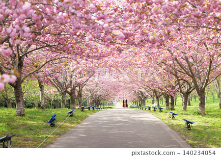 羅生門櫻花公園(櫻花隧道)51494 羅生門櫻花公園(櫻花隧道)51494 140234054