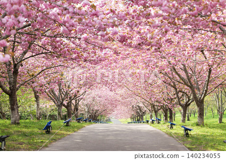 羅生門櫻花公園（櫻花隧道）51497 140234055