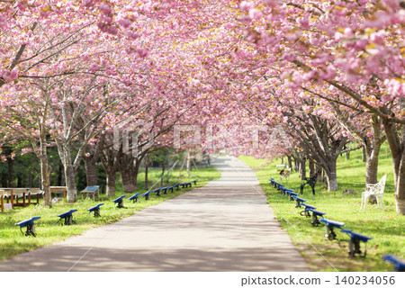 羅生門櫻花公園(櫻花隧道)51514 羅生門櫻花公園(櫻花隧道)51514 140234056