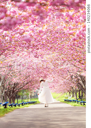 Rashomon Sakura Park (Cherry Blossom Tunnel) 51570- Rashomon Sakura Park (Cherry Blossom Tunnel) 51570- 140234066