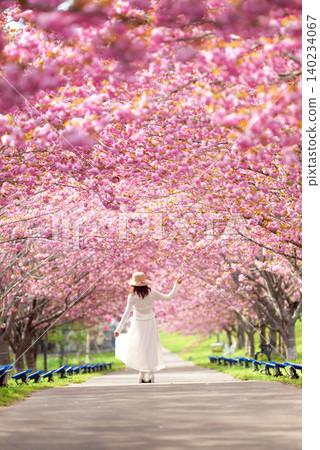 Rashomon Sakura Park (Cherry Blossom Tunnel) 51571- Rashomon Sakura Park (Cherry Blossom Tunnel) 51571- 140234067