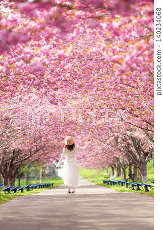 Rashomon Sakura Park (Cherry Blossom Tunnel) 51572- Rashomon Sakura Park (Cherry Blossom Tunnel) 51572- 140234068