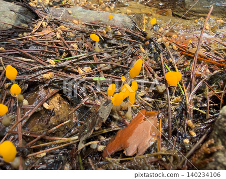 Crown mushroom Crown mushroom 140234106
