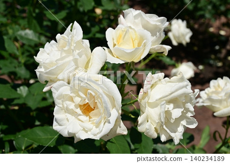 White Christmas (Rosaceae family) White Christmas (Rosaceae family) 140234189