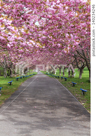 Rashomon Sakura Park (Cherry Blossom Tunnel) 52013- 140234246