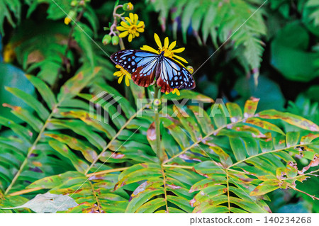 The beautiful migratory butterfly, the chestnut tiger, that I encountered on a southern island. 140234268
