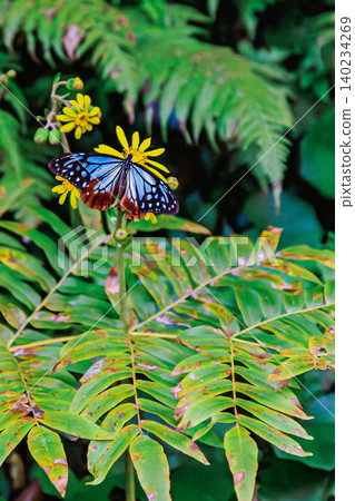 The journey of the chestnut tiger butterfly as it seeks nectar from flowers. The journey of the chestnut tiger butterfly as it seeks nectar from flowers. 140234269